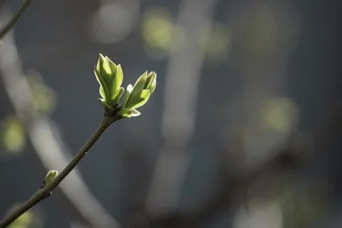 Small bud on a tree Stock Photos