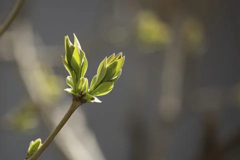 Small bud on a tree 写真素材