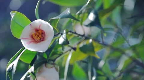 Small Budding White &amp;amp; Pink Flower Stock Footage 51894277