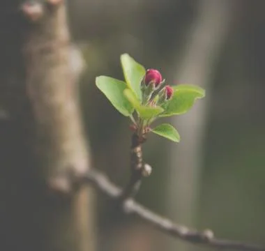 Small buds on apple tree Stock Photos