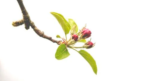 Small buds on apple tree Foto stock