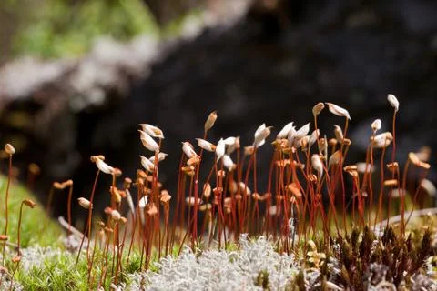 Small buds of flower Stock Photos