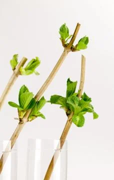 Small buds of hydrangea isolated on white Stock Photos
