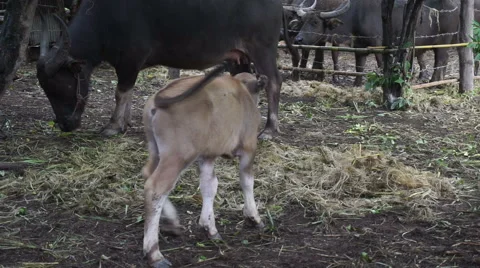 Small buffalo in cattle Stock Footage 66387562