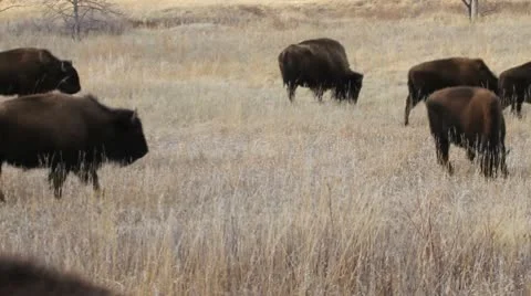 Small buffalo herd migrates to new pasture Stock Footage 10767480