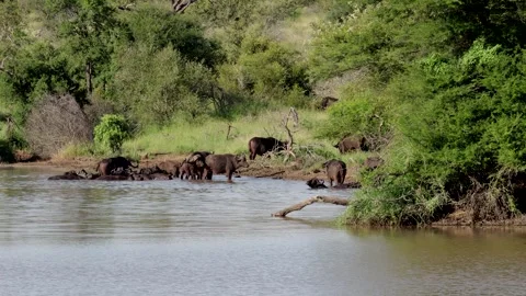 Small buffalo herd take a dip Stockbeeldmateriaal 307208875