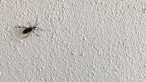 Small bug climbing on wall Stock Footage 120137903