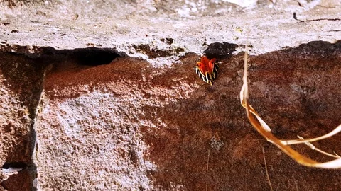 Small bug clinging to brown stone wall for dear life. Bug with wings and many Stock Footage 92645115