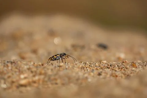 Small bug closeup macro over the sand grains Foto stock