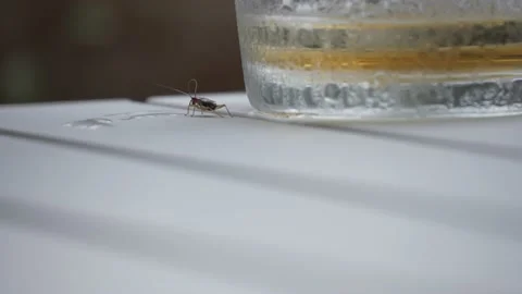 Small bug cricket crawling on table near wet drinking glass hand held Stock Footage 146746272