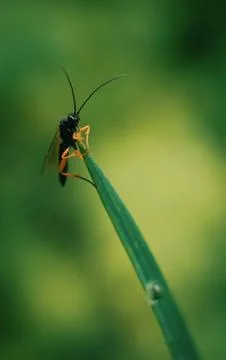 Small bug on grass spring foliage with water drops Stock Photos