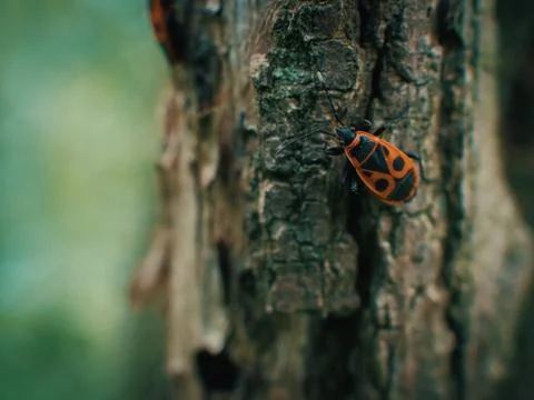 Small bug on grass spring foliage with water drops Stock Photos