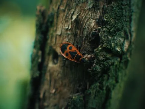 Small bug on grass spring foliage with water drops Stock Photos
