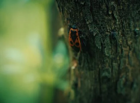 Small bug on grass spring foliage with water drops Stock Photos