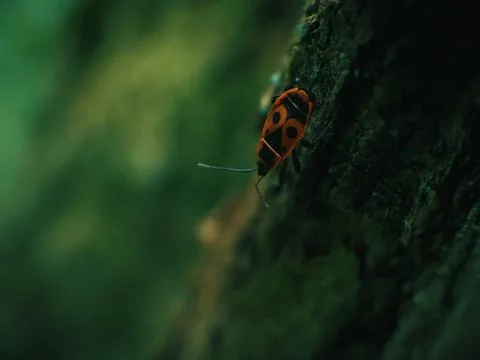 Small bug on grass spring foliage with water drops Stock-Fotos