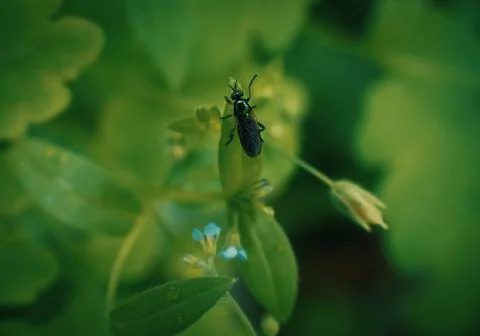 Small bug on grass spring foliage with water drops Stock Photos