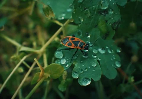Small bug on grass spring foliage with water drops Stock Photos
