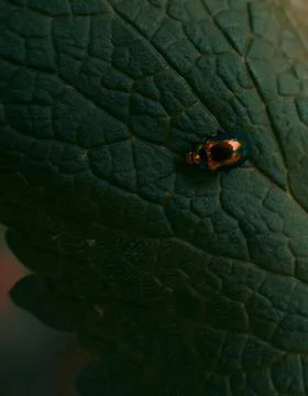 Small bug on grass spring foliage with water drops Stock Photos