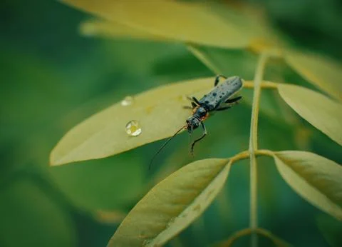 Small bug on grass spring foliage with water drops Stock Photos