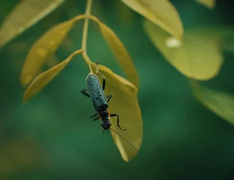 Small bug on grass spring foliage with water drops Stock Photos