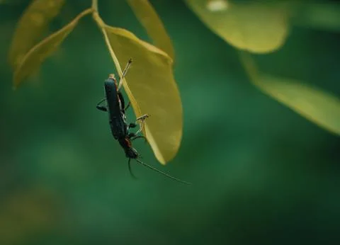 Small bug on grass spring foliage with water drops Stock Photos
