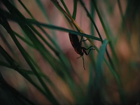 Small bug on grass spring foliage with water drops Stock Photos
