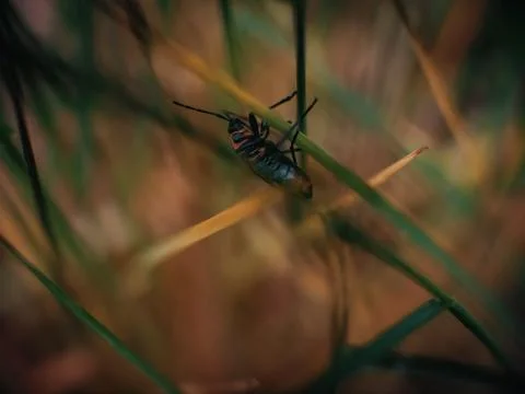 Small bug on grass spring foliage with water drops Stock Photos