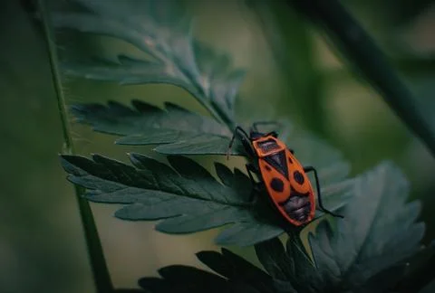 Small bug on grass spring foliage with water drops Stock Photos