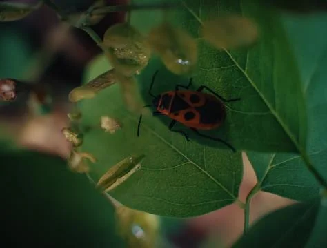 Small bug on grass spring foliage with water drops Stock Photos