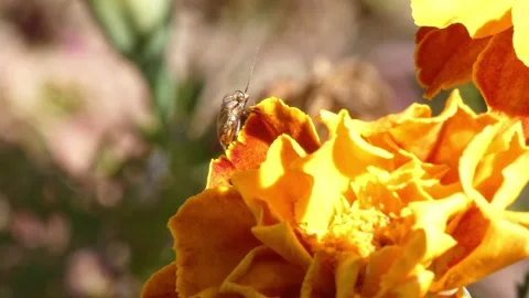 Small bug insect hides on orange marigold flower petal, close-up Stock-Footage 342734513