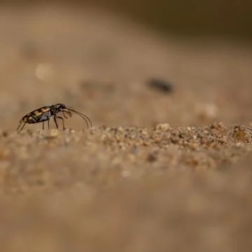 Small bug macro over the sand grains 스톡 사진