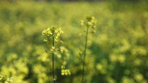 Small bug moving on mustard flower Stock Footage 98870299