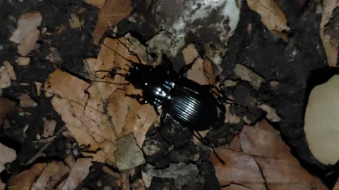 Small bug in nature 2 Video stock 286798275