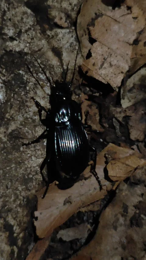 Small bug in nature close up Video stock 286798270