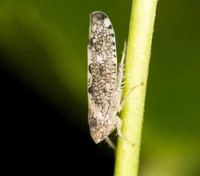 Small bug in nature. close Foto stock