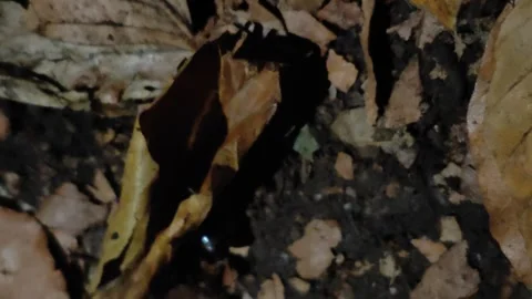 Small bug in nature falls on leaf Video stock 286798295