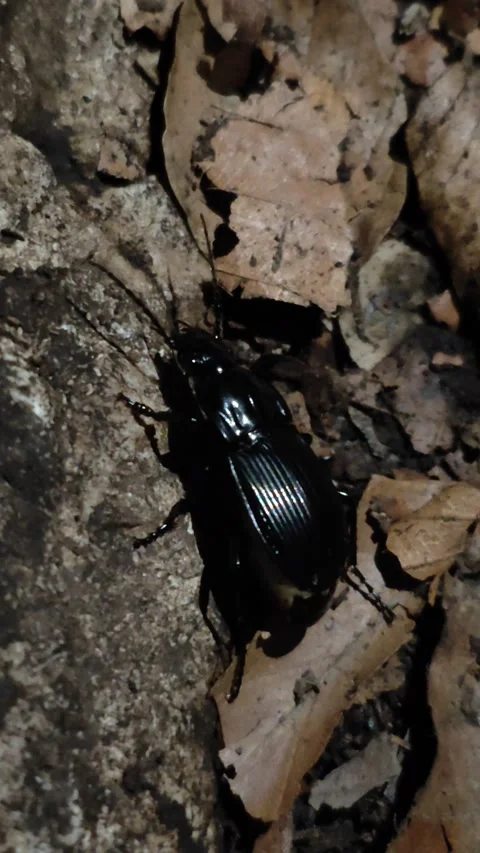 Small bug in nature Video stock 286798252