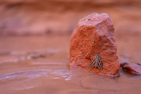Small bug with patterned wings on a red stone 스톡 사진