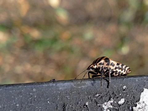 Small bug Stock Photos