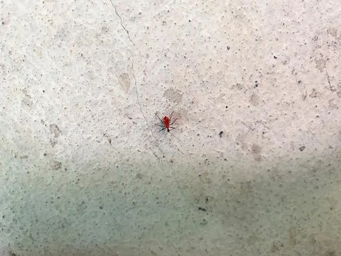 Small bug Stock Photos