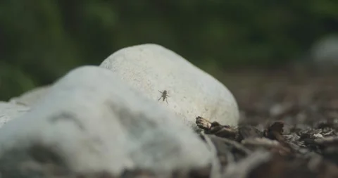 Small bug on rock Stock Footage 247524725
