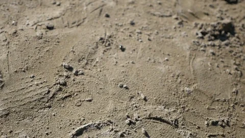 Small bug on the sand in kids playground Stock Footage 88597968