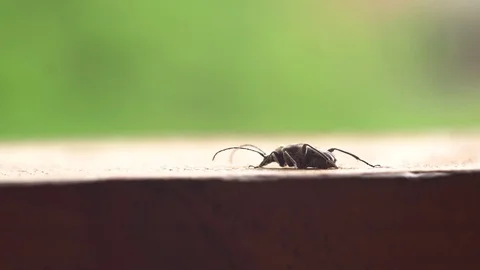 Small bug sit on a wooden desk macro shot Stock Footage 111279474