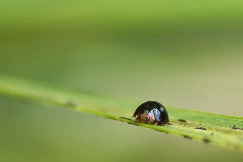 A small bug is sitting on a leaf Stock Photos