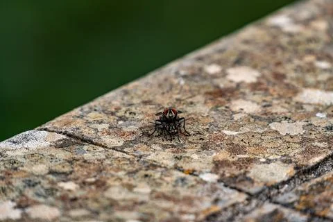A small bug is sitting on a rock Stock Photos