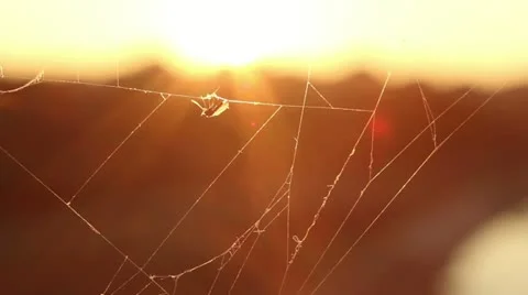 Small bug stuck in a spider web Stock Footage 12508127
