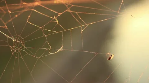 Small bug stuck in a spider web _1 Stock Footage 12508594