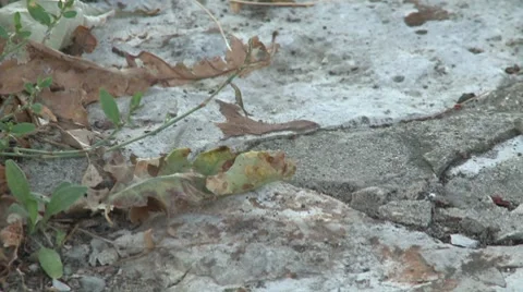 Small bug walk on a stone Stock Footage 8693370