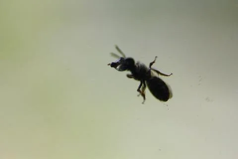 Small Bug with a Water Bubble Against a Green Background Stock Photos