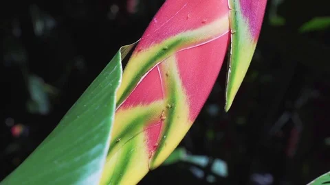 Small bugs crawling on a beautiful rainforrest flower Stock Footage 81244645